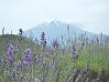 070 Japan Mt Fuji view